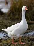 Goose Animal Totems
